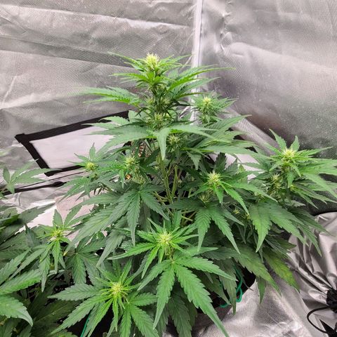 Hanuman #1 growlog timeline photo