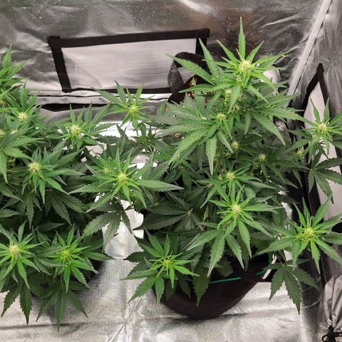 Hanuman #1 growlog timeline photo