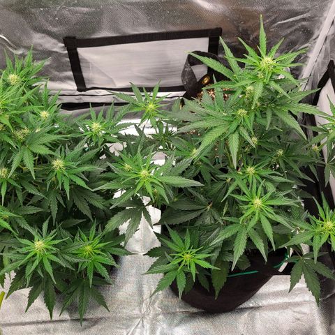 Hanuman #1 growlog timeline photo