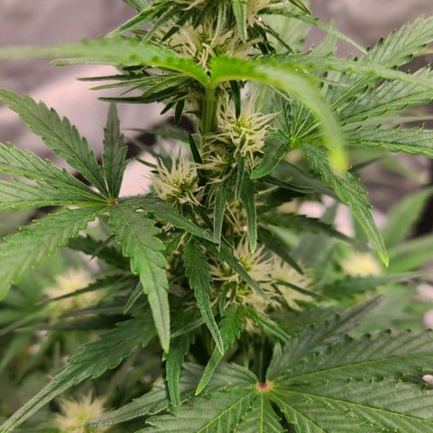 Hanuman #1 growlog timeline photo