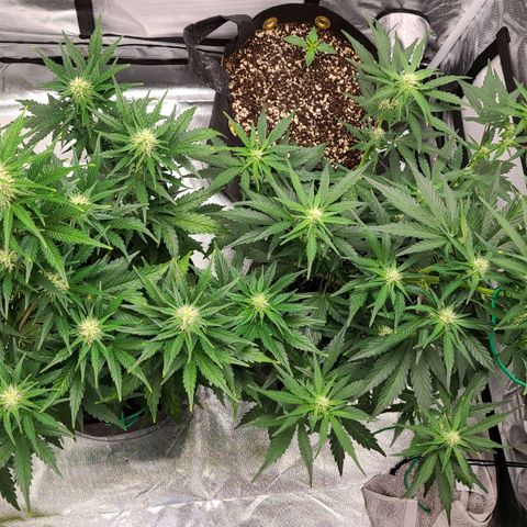 Hanuman #1 growlog timeline photo