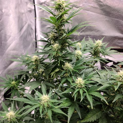 Hanuman #1 growlog timeline photo