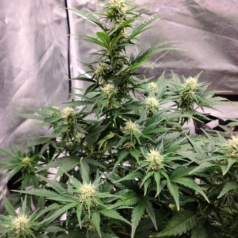 Hanuman #1 growlog timeline photo
