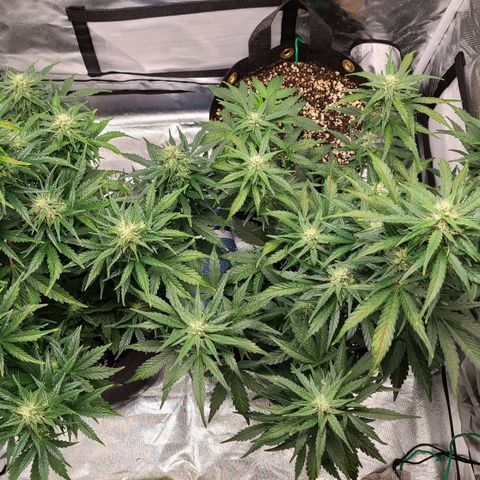 Hanuman #1 growlog timeline photo