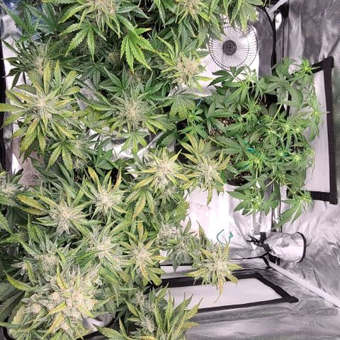 Hanuman #1 growlog timeline photo