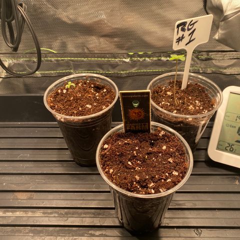 Royal Gorilla (Plant Two) growlog timeline photo