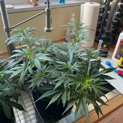 Royal Gorilla (Plant Two) growlog photo: Looking good in pre-flower