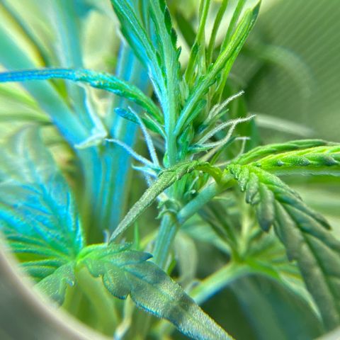 Royal Gorilla (Plant Two) growlog timeline photo
