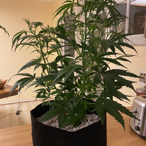 Royal Gorilla (Plant Two) growlog timeline photo