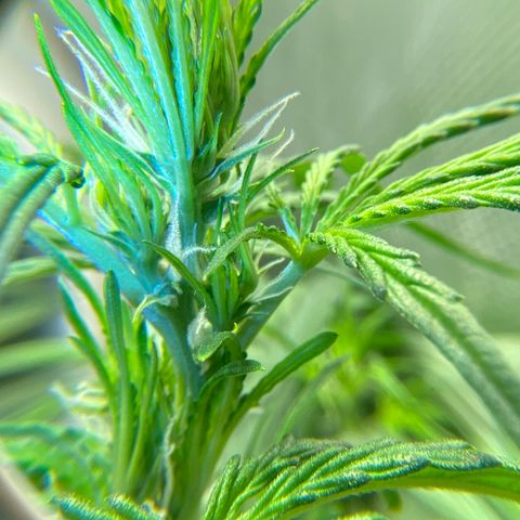 Royal Gorilla (Plant Two) growlog timeline photo