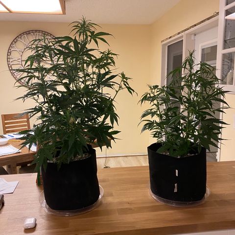 Royal Gorilla (Plant Two) growlog timeline photo