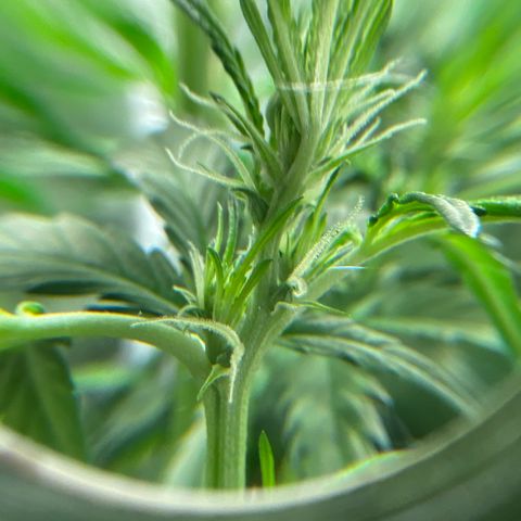 Royal Gorilla (Plant Two) growlog timeline photo