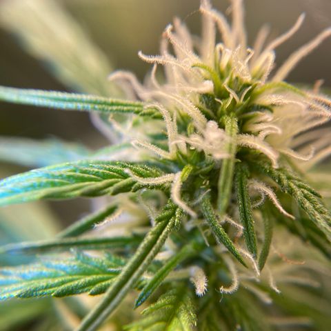 Royal Gorilla (Plant Two) growlog photo: First sign of trichome development... zoom in!