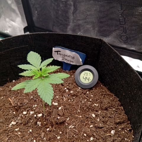 Tangerine Dream growlog timeline photo
