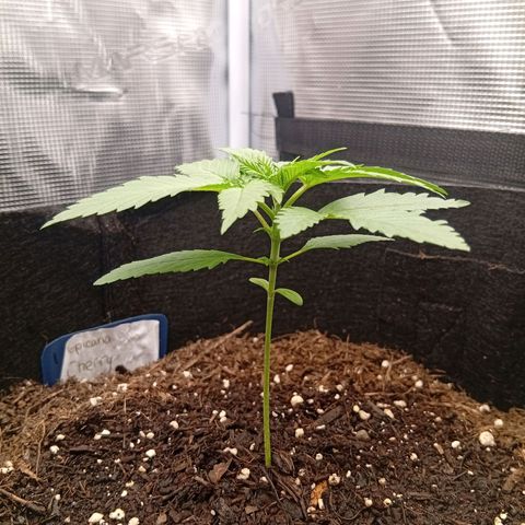 Tropicana Cherry growlog timeline photo
