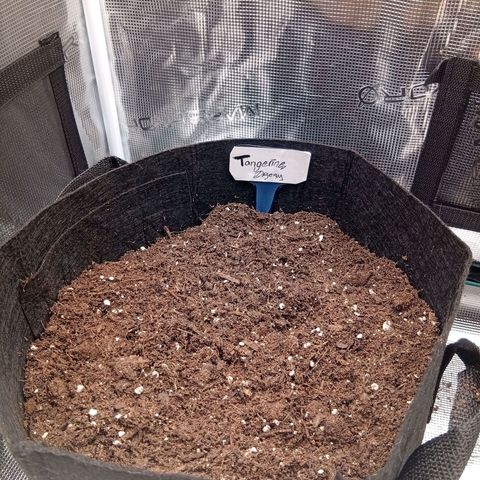 Acai Jelly  growlog photo: Zusammnfassung der ersten 2 Wochen aller 3 Pflanzen am Anfang.