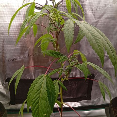 Acai Jelly  growlog photo: Zusammnfassung der ersten 2 Wochen aller 3 Pflanzen am Anfang.