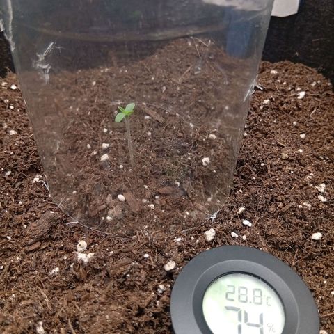 Acai Jelly  growlog photo: Zusammnfassung der ersten 2 Wochen aller 3 Pflanzen am Anfang.