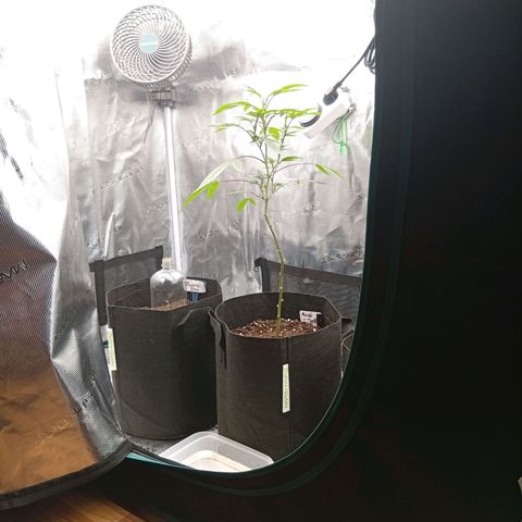 Acai Jelly  growlog photo: Zusammnfassung der ersten 2 Wochen aller 3 Pflanzen am Anfang.
