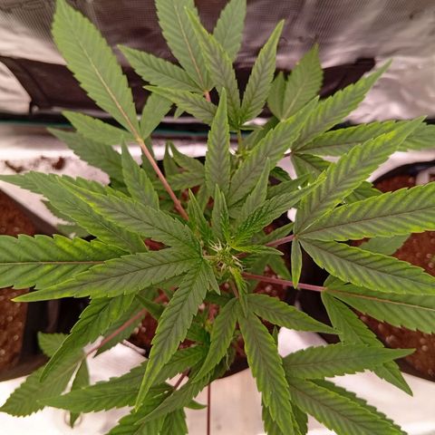 Acai Jelly  growlog photo: Zusammnfassung der ersten 2 Wochen aller 3 Pflanzen am Anfang.