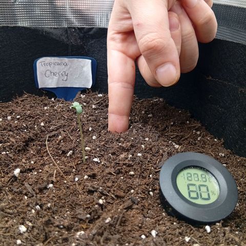Acai Jelly  growlog photo: Zusammnfassung der ersten 2 Wochen aller 3 Pflanzen am Anfang.
