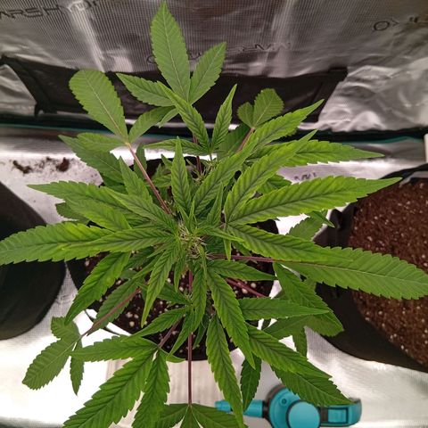 Acai Jelly  growlog photo: Zusammnfassung der ersten 2 Wochen aller 3 Pflanzen am Anfang.