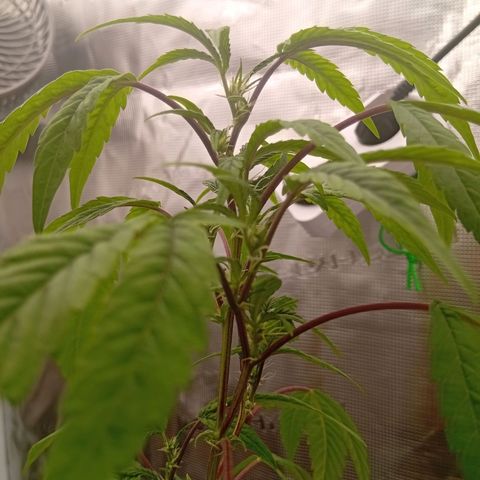 Acai Jelly  growlog photo: Zusammnfassung der ersten 2 Wochen aller 3 Pflanzen am Anfang.