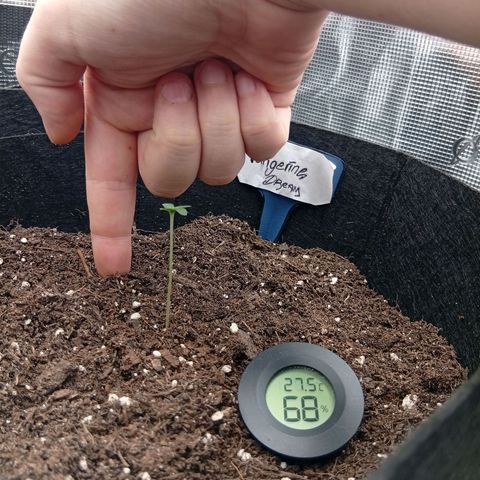 Acai Jelly  growlog photo: Zusammnfassung der ersten 2 Wochen aller 3 Pflanzen am Anfang.
