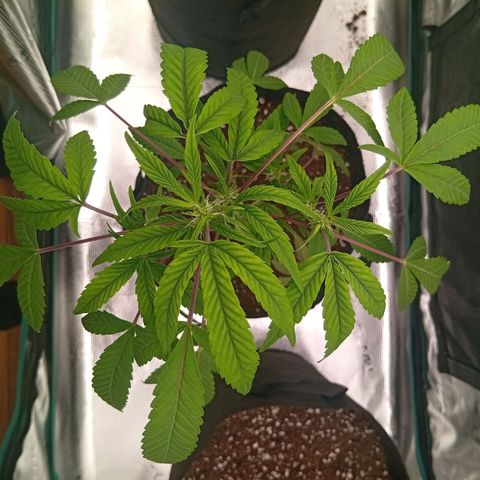 Acai Jelly  growlog photo: Zusammnfassung der ersten 2 Wochen aller 3 Pflanzen am Anfang.