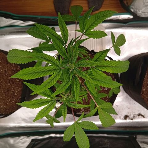 Acai Jelly  growlog photo: Zusammnfassung der ersten 2 Wochen aller 3 Pflanzen am Anfang.