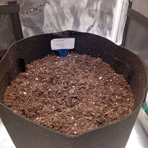 Acai Jelly  growlog photo: Zusammnfassung der ersten 2 Wochen aller 3 Pflanzen am Anfang.