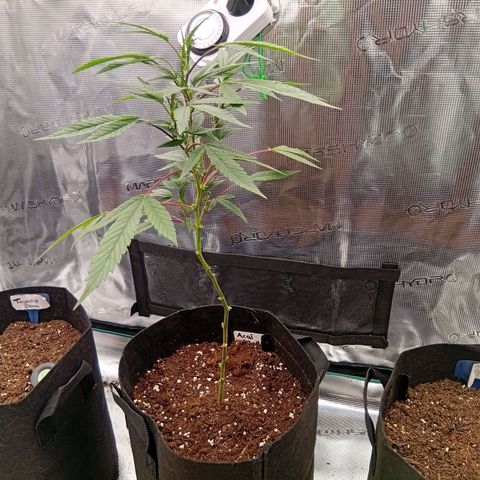 Acai Jelly  growlog photo: Chronologische Fotoupdates des ehemaligen Growverlaufs.