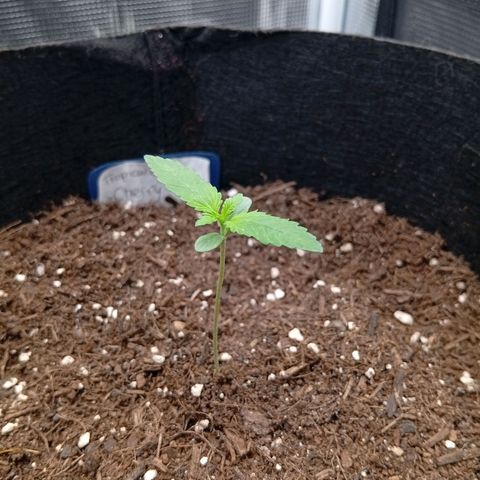 Acai Jelly  growlog photo: Chronologische Fotoupdates des ehemaligen Growverlaufs.
