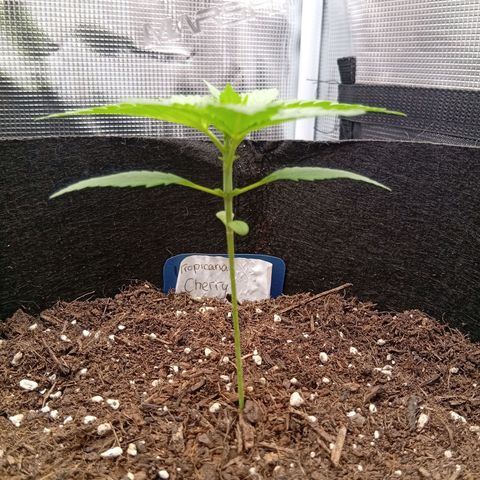 Acai Jelly  growlog photo: Chronologische Fotoupdates des ehemaligen Growverlaufs.