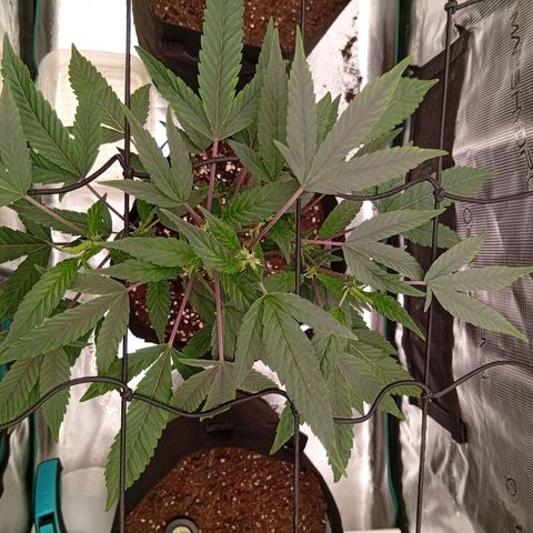 Acai Jelly  growlog photo: Chronologische Fotoupdates des ehemaligen Growverlaufs.