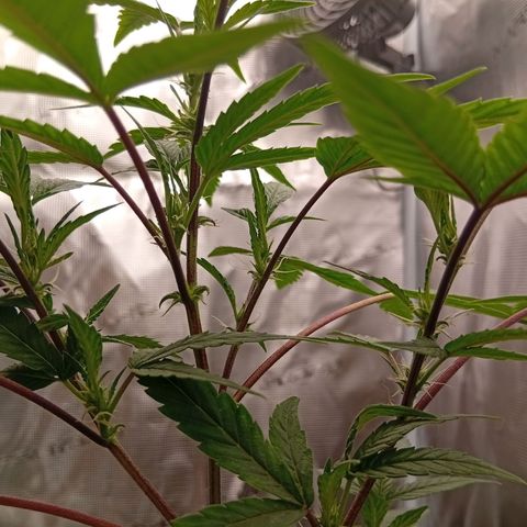 Acai Jelly  growlog photo: Chronologische Fotoupdates des ehemaligen Growverlaufs.