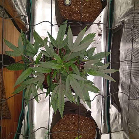 Acai Jelly  growlog photo: Chronologische Fotoupdates des ehemaligen Growverlaufs.
