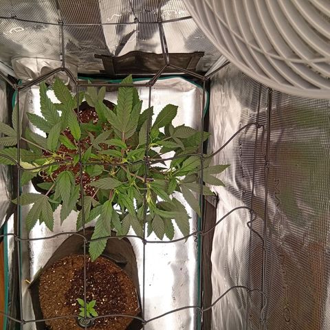 Acai Jelly  growlog photo: Chronologische Fotoupdates des ehemaligen Growverlaufs.