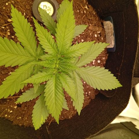 Acai Jelly  growlog photo: Chronologische Fotoupdates des ehemaligen Growverlaufs.