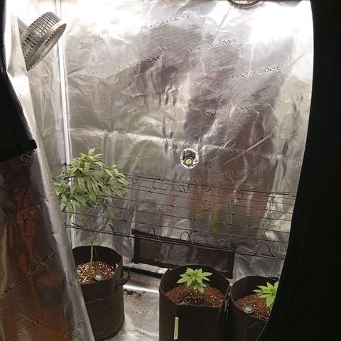 Acai Jelly  growlog photo: Chronologische Fotoupdates des ehemaligen Growverlaufs.