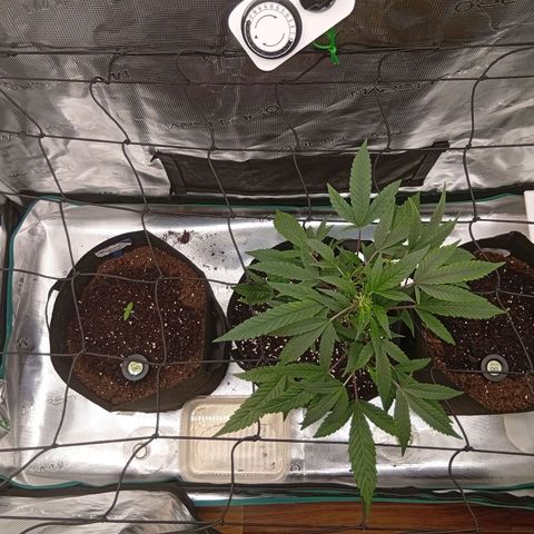 Acai Jelly  growlog photo: Chronologische Fotoupdates des ehemaligen Growverlaufs.