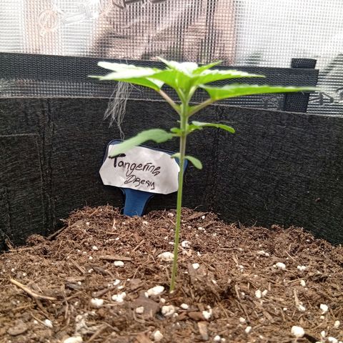 Acai Jelly  growlog photo: Chronologische Fotoupdates des ehemaligen Growverlaufs.