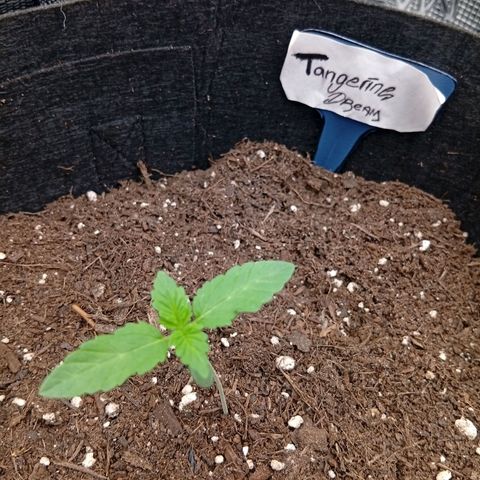 Acai Jelly  growlog photo: Chronologische Fotoupdates des ehemaligen Growverlaufs.