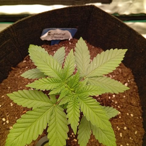 Acai Jelly  growlog photo: Chronologische Fotoupdates des ehemaligen Growverlaufs.