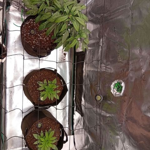 Acai Jelly  growlog photo: Fotoupdateserie der letzten Wochen des Growdiarys der aktuellen 3 Pflanzen.