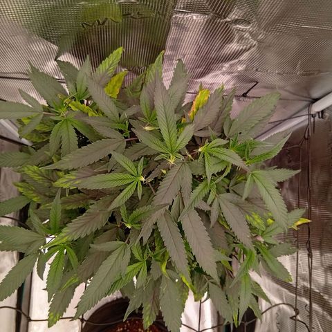 Acai Jelly  growlog photo: Fotoupdateserie der letzten Wochen des Growdiarys der aktuellen 3 Pflanzen.