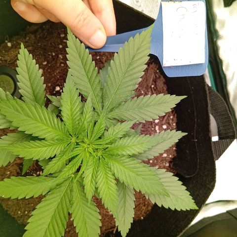 Acai Jelly  growlog photo: Fotoupdateserie der letzten Wochen des Growdiarys der aktuellen 3 Pflanzen.