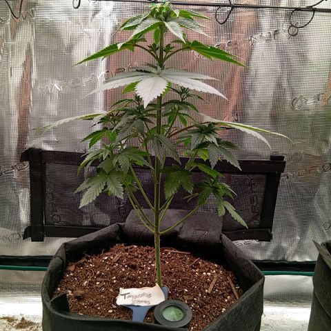 Acai Jelly  growlog photo: Fotoupdateserie der letzten Wochen des Growdiarys der aktuellen 3 Pflanzen.