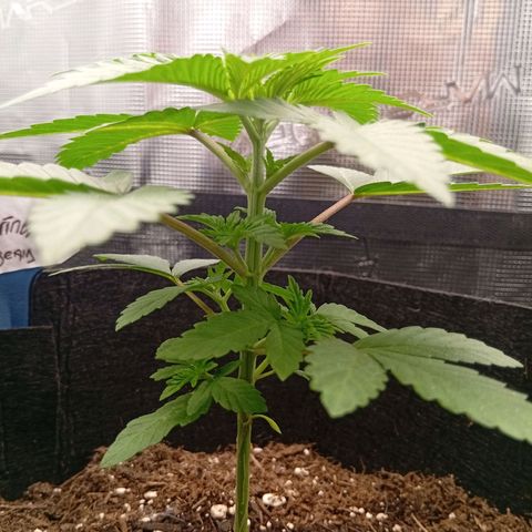 Acai Jelly  growlog photo: Fotoupdateserie der letzten Wochen des Growdiarys der aktuellen 3 Pflanzen.