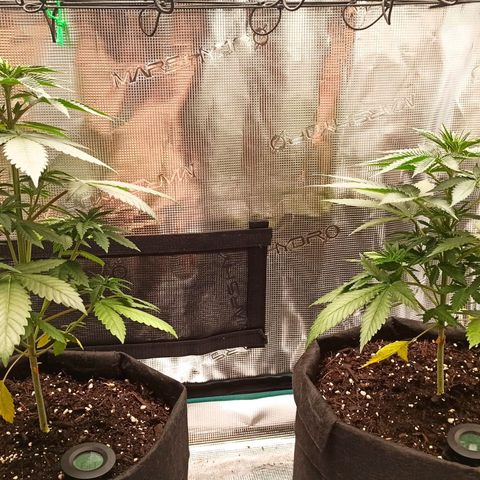 Acai Jelly  growlog photo: Fotoupdateserie der letzten Wochen des Growdiarys der aktuellen 3 Pflanzen.